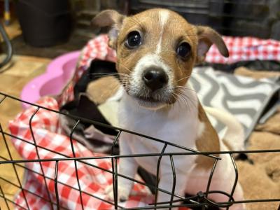 Jack Russell puppies for sale in Cork
