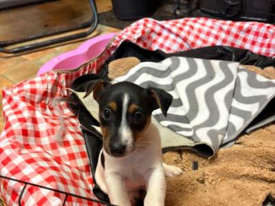 Jack Russell puppies for sale in Cork