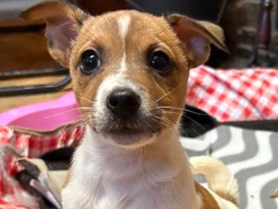 Jack Russell puppies for sale in Cork