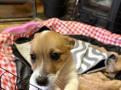 Jack Russell puppies for sale in Cork