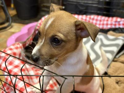 Jack Russell puppies for sale in Cork