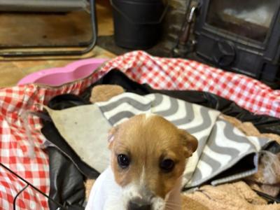 Jack Russell puppies for sale in Cork