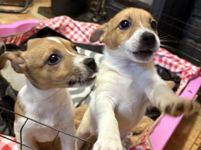 Jack Russell puppies for sale in Cork