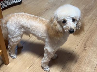 IKC Registered Toy Poodle Dublin