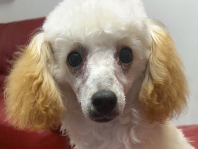 IKC Registered Toy Poodle Dublin