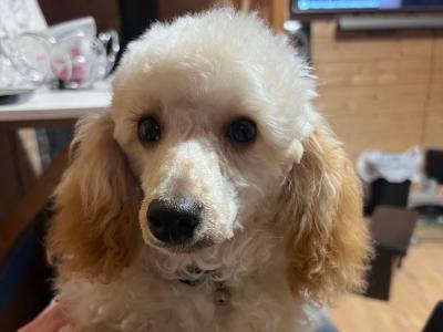 IKC Registered Toy Poodle Dublin