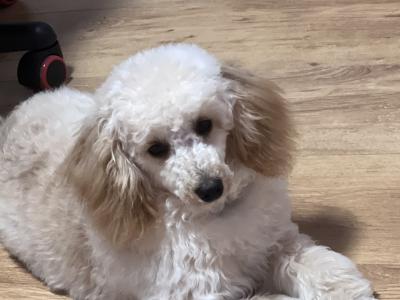 IKC Registered Toy Poodle Dublin