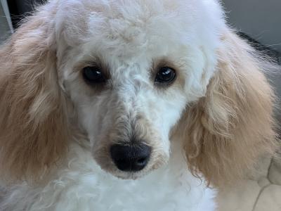 IKC Registered Toy Poodle Dublin