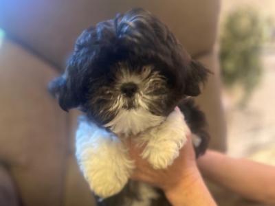 Beautiful Shih Tzu puppies in Kerry