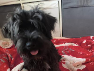 Black Miniature male Schnauzer puppy in Wexford 0852803068