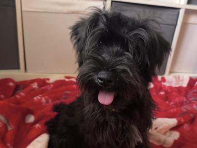 Black Miniature male Schnauzer puppy in Wexford 0852803068