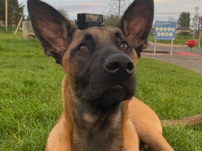 Male Belgian Shepherd / Malinois puppy in Westmeath