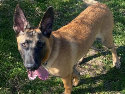Male Belgian Shepherd / Malinois puppy in Westmeath