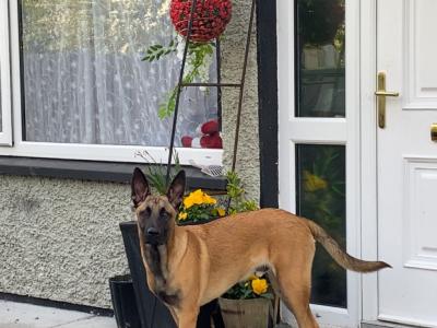Male Belgian Shepherd / Malinois puppy in Westmeath