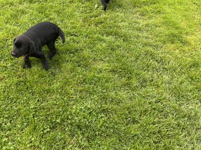 Labrador puppies in Monaghan