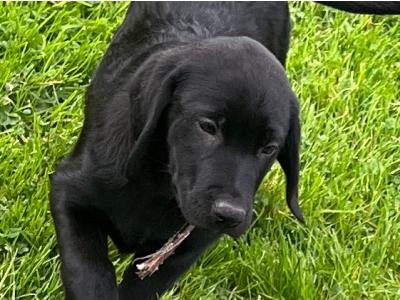 Labrador puppies in Monaghan