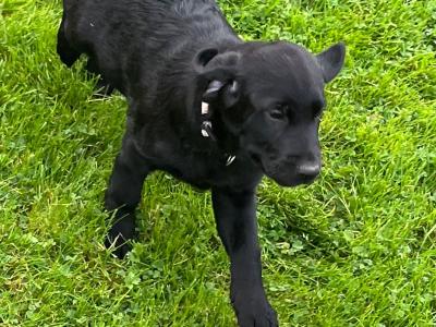 Labrador puppies in Monaghan