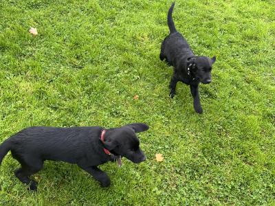 Labrador puppies in Monaghan
