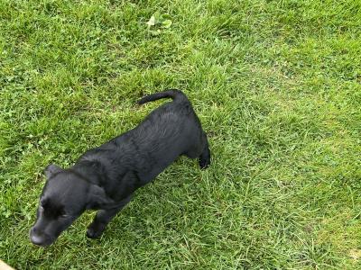Labrador puppies in Monaghan