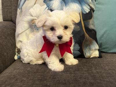 IKC Registered(pending) Maltese puppies in Carlow