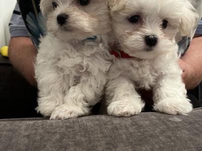 IKC Registered(pending) Maltese puppies in Carlow