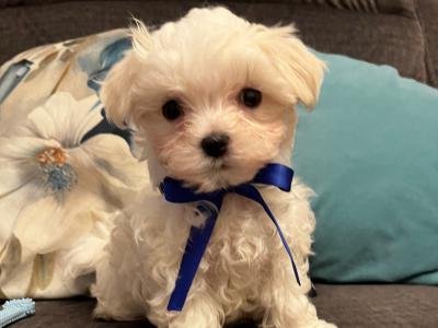 IKC Registered(pending) Maltese puppies in Carlow