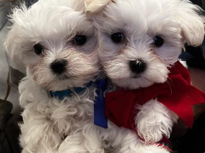 IKC Registered(pending) Maltese puppies in Carlow