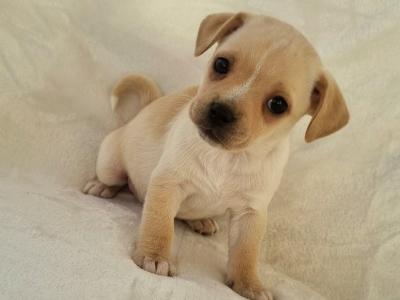 Unique Panda Jug (Pug x Jack Russell) puppies in Wexford