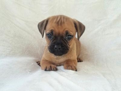 Unique Panda Jug (Pug x Jack Russell) puppies in Wexford