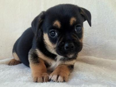Unique Panda Jug (Pug x Jack Russell) puppies in Wexford