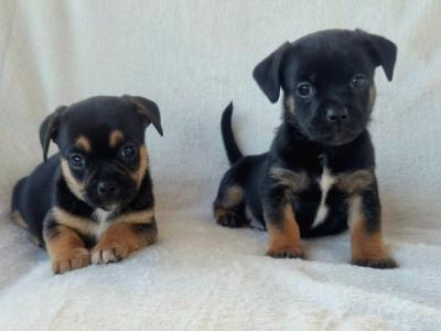 Unique Panda Jug (Pug x Jack Russell) puppies in Wexford