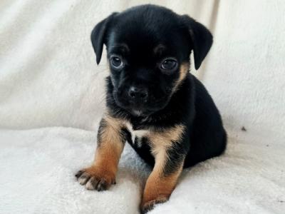 Unique Panda Jug (Pug x Jack Russell) puppies in Wexford