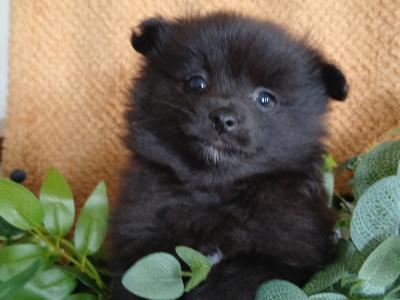 🐾 Black male Pomeranian puppy in Limerick 🐾