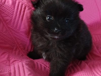 🐾 Black male Pomeranian puppy in Limerick 🐾