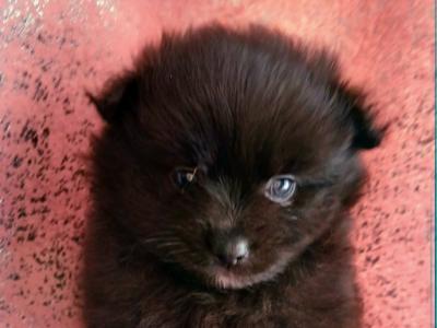 🐾 Black male Pomeranian puppy in Limerick 🐾