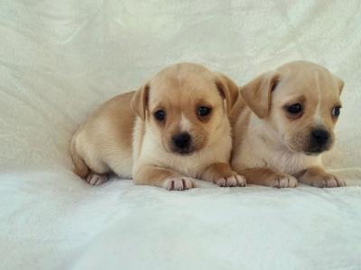 Unique Panda Jug (Pug x Jack Russell) puppies in Wexford