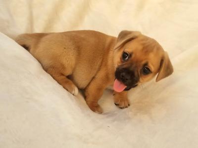 Unique Panda Jug (Pug x Jack Russell) puppies in Wexford