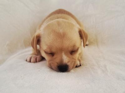 Unique Panda Jug (Pug x Jack Russell) puppies in Wexford