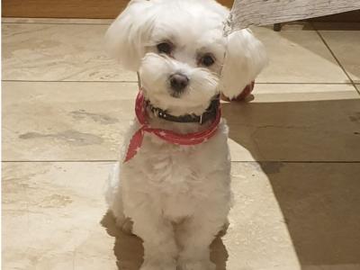 IKC Registered(pending) Maltese puppies in Carlow