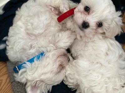 IKC Registered(pending) Maltese puppies in Carlow