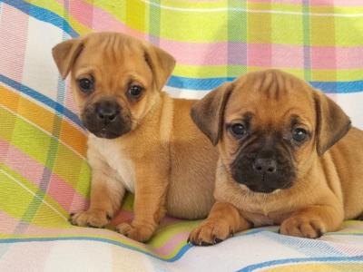 Unique Panda Jug (Pug x Jack Russell) puppies in Wexford