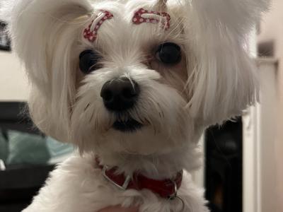 IKC Registered(pending) Maltese puppies in Carlow