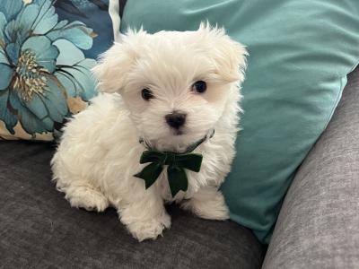 IKC Registered(pending) Maltese puppies in Carlow