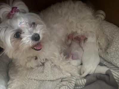 IKC Registered(pending) Maltese puppies in Carlow