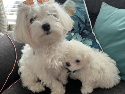 IKC Registered(pending) Maltese puppies in Carlow