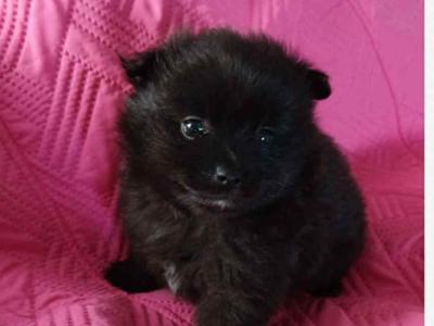 🐾 Black male Pomeranian puppy in Limerick 🐾
