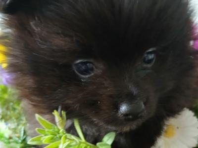 🐾 Black male Pomeranian puppy in Limerick 🐾