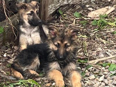 German Shepherd puppies in Limerick