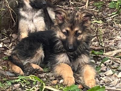 German Shepherd puppies in Limerick