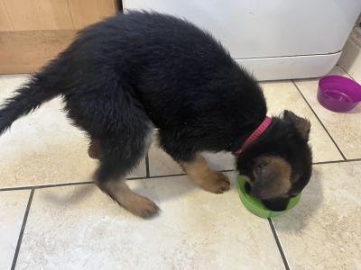 German Shepherd puppies in Limerick